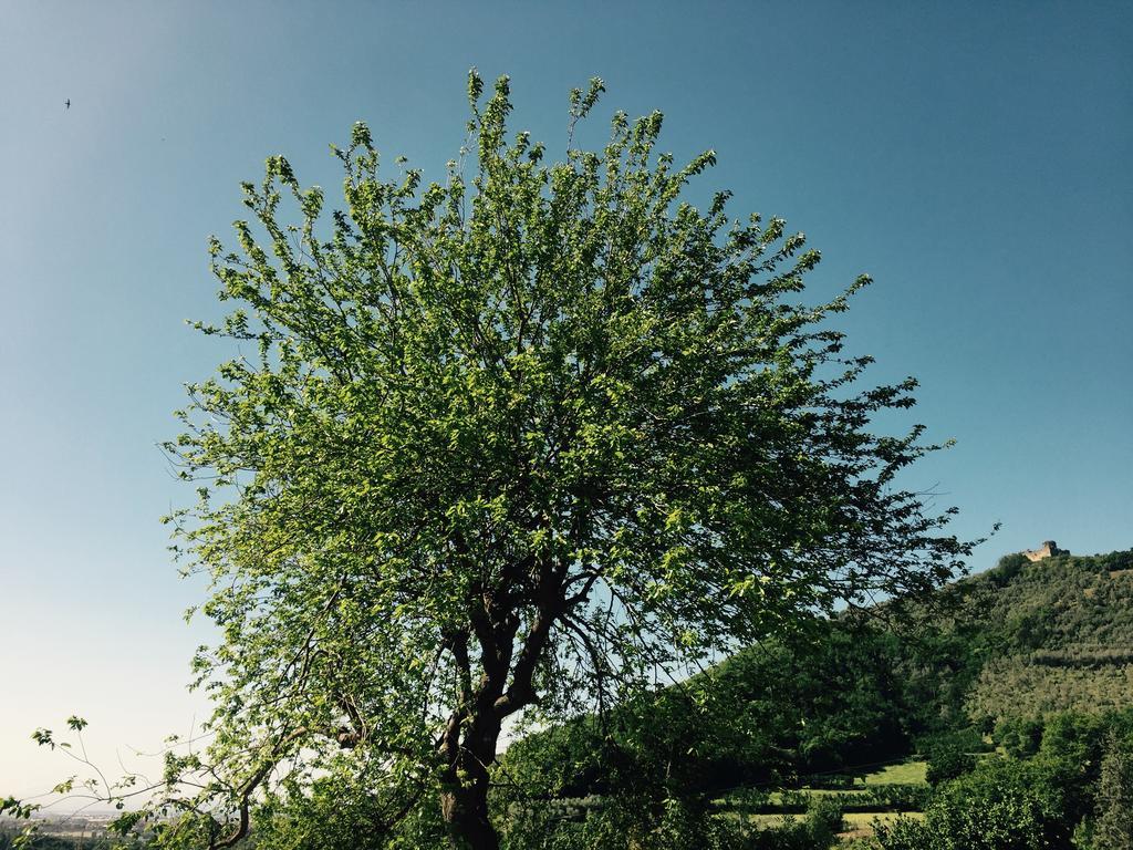 Agriturismo La Vecchia Quercia San Cipriano Picentino Bagian luar foto
